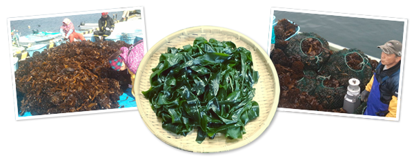 潮風商店 金華山の美味しい三陸わかめ 昆布の販売